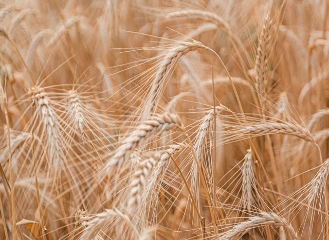 Wheat